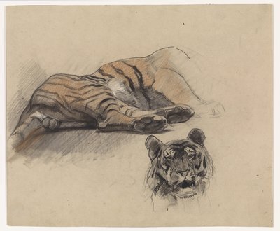 Tilbagelænet tiger, og hovedet af en tiger af Jan van Essen