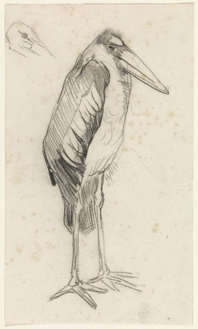 Marabou af Jan van Essen