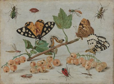 Insekter og frugt Kvist hvid ribs med insekter af Jan van Kessel (I)