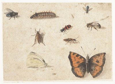 Ark med undersøgelser af ni insekter af Jan van Kessel (I)