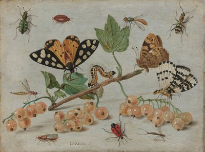 Insekter og frugt, ca. 1660-5 (olie på kobber) af Jan van Kessel the Elder