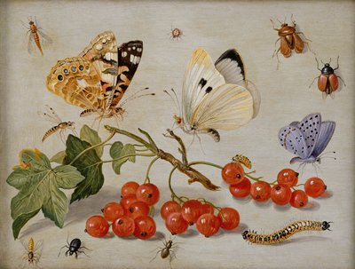 Et stilleben med kvist af røde ribs, sommerfugle, biller, larve og insekter (olie på kobber) af Jan van Kessel the Elder