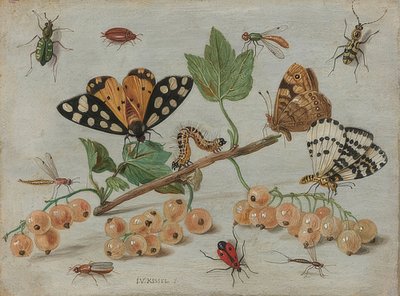 Insekter og frugter. Omkring 1660-65 af Jan van Kessel the Elder