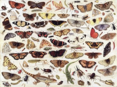 Undersøgelse af sommerfugle og andre insekter. 1657 af Jan van Kessel the Elder
