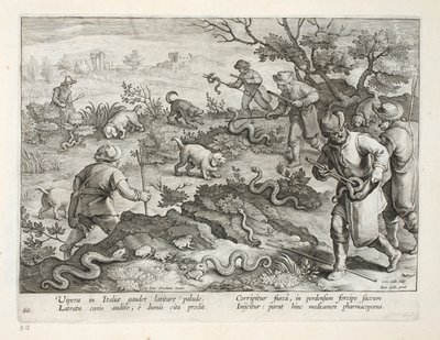 Italienske hugorme spiser tudser, tallerken 60, illustration fra 