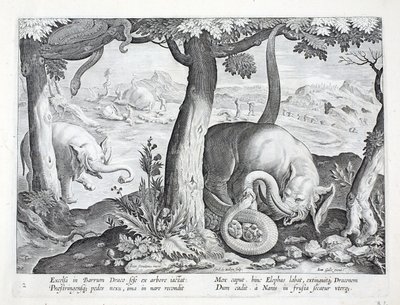 Slange brugt til elefantjagt, illustration fra "Venationes, Ferarum, Avium, Piscium" (Om jagt: vilde dyr, fugle, fisk), graveret af Jan Collaert (1566-1628), udgivet af Phillipus Gallaeus, Amster af Jan van der Straet