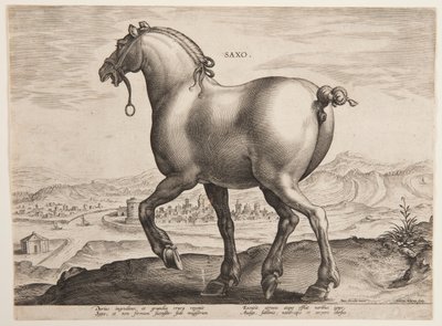 En saksisk hest, fra det første sæt af "Equile Joannis Austriaci" af Jan van der Straet, called Stradanus