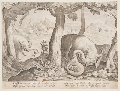 Fight between Elephants and Snakes, tallerken 2 fra Hunting of Wild Animals, Birds and Fish-serien af Jan van der Straet, called Stradanus