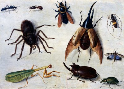 Insekter af Jan van the Elder Kessel