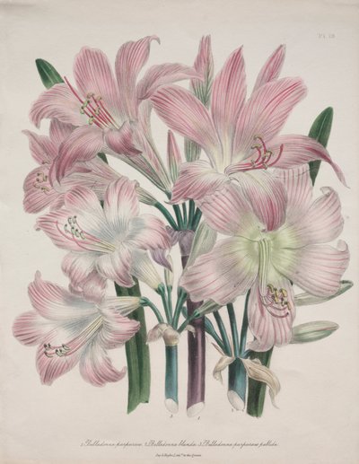 Belladonna Lily: Amaryllis belladonna af Jane Loudon