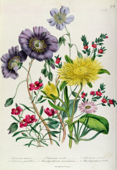 Calandrinia, plade 18 fra 