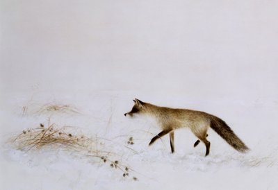 Ræv i sne af Jane Neville