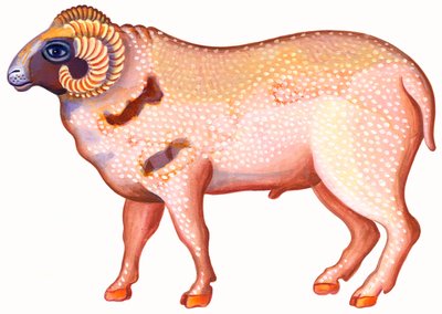 Vædderen Vædderen, 1996, (blæk og gouache) af Jane Tattersfield