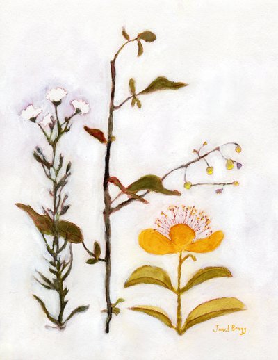 Krybende perikon med vilde blomster, c.2018 (akvarel og kasein på papir) af Janel Bragg