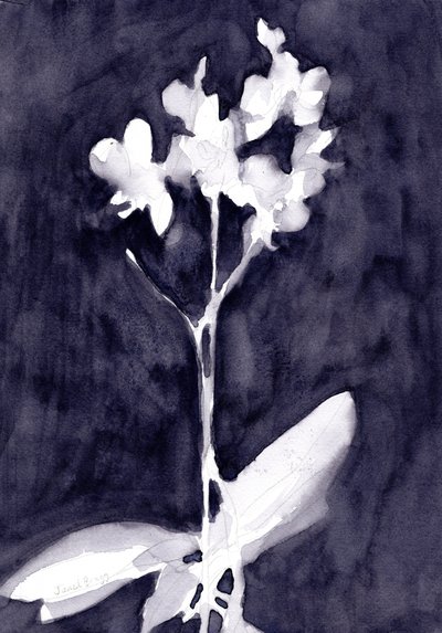 Orchid Impression in Dark Blue Gray, ca. 2019 (akvarel på papir) af Janel Bragg