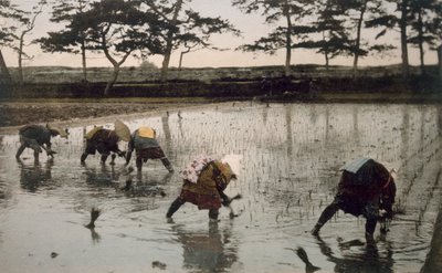 Fem bønder genplanter ris i en rismark, 1890