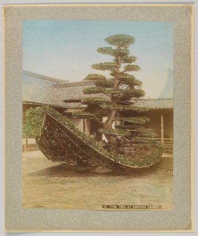 Pine Tree i Kinkakuji Garden, Kyoto, Japan (håndfarvet sort/hvid foto) af Japanese Photographer