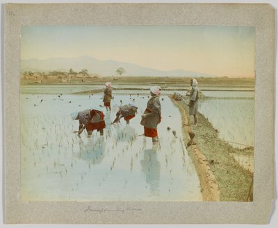 Transplanterer ris, Japan (håndfarvet sort/hvid foto) af Japanese Photographer