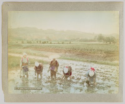Transplantering af risspirer, Japan (håndfarvet sort/hvid foto) af Japanese Photographer