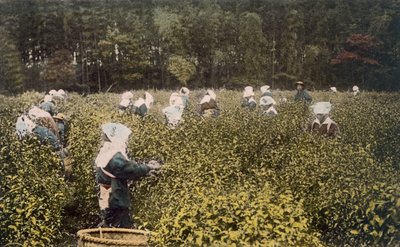 Kvinder plukker te, med mandlig opsynsmand, 1890
