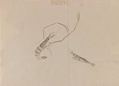 Tegning af to krebs (blæk på papir) af Japanese School