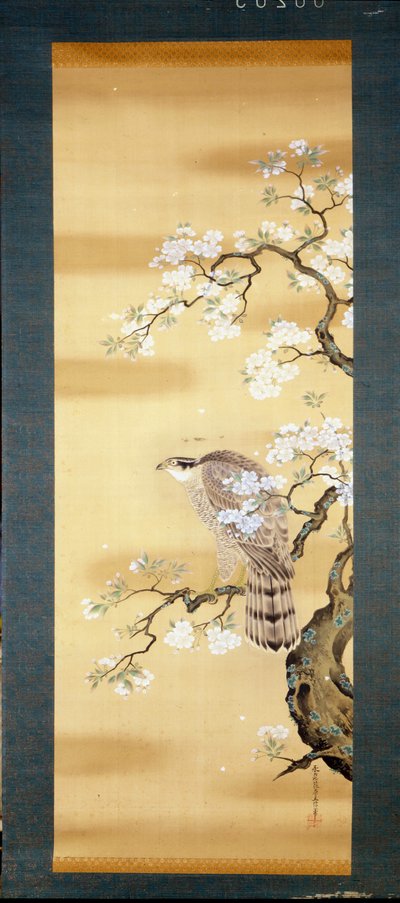 Falk på en gren af japansk kirsebær blomstrede. Silkemaleri fra det 18. århundrede i Japan. Genova. Museo Chiossone. af Japanese School