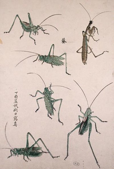 Græshopper (træbloktryk i farver) af Japanese School