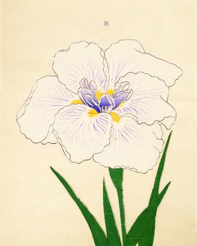 Manozuru, af. 28, 1890 af Japanese School