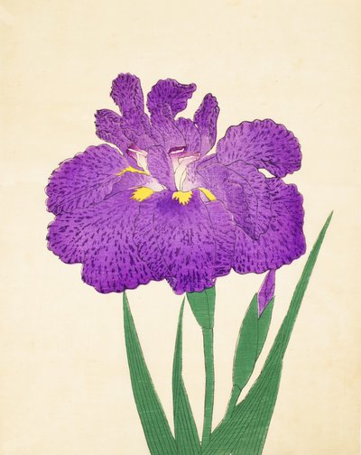 Spred det på Nyo. 11, 1898 af Japanese School