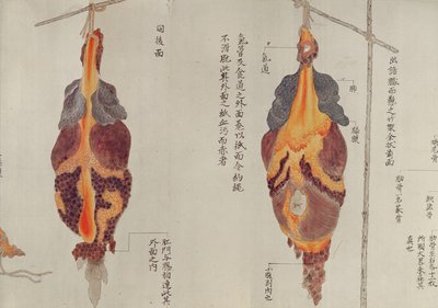 Lungerne fra dissektionen af et torturoffer fra 1796, fra en makimono fra en Midori-læge, 1842 (pen & blæk og wc på papir) af Japanese School