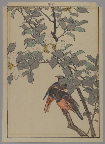 To fugle med hvide blomster, Meiji-perioden, 1892 (træblok i farver) af Japanese School