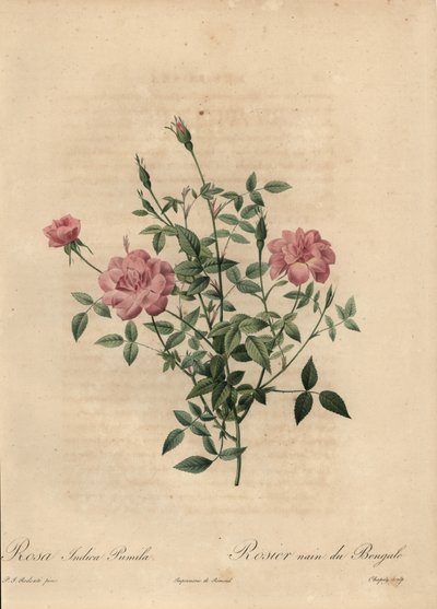 Pink miniature Kina rose, Rosa chinensis. af Jean Baptiste Chapuy
