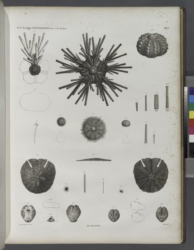 Urchins af Jean Cesar Macret