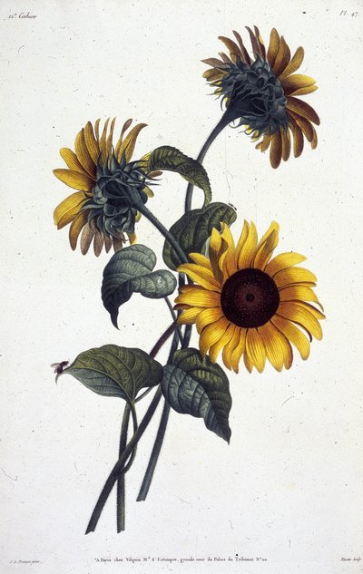 Tournol blomster eller sole. Botanisk tallerken taget fra ""Samling af blomster og frugter malet fra naturen"" af Jean Louis Prevost af Jean Louis Prevost