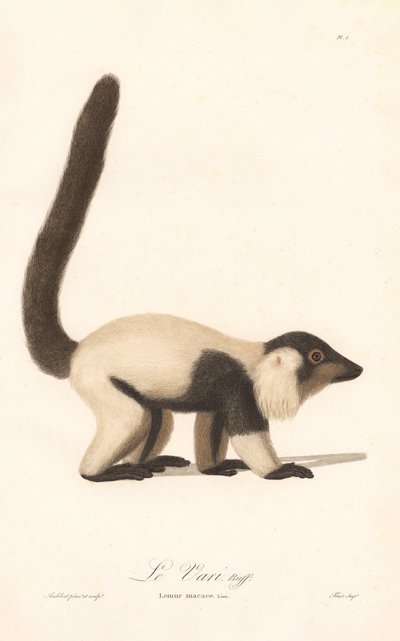 Den sort-hvide lemur (Lemur macaco) af Jean Baptiste Audebert