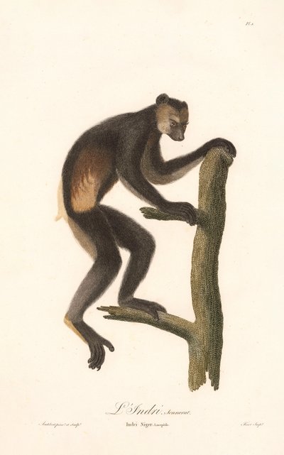 Sort indri (Indri Niger) af Jean Baptiste Audebert