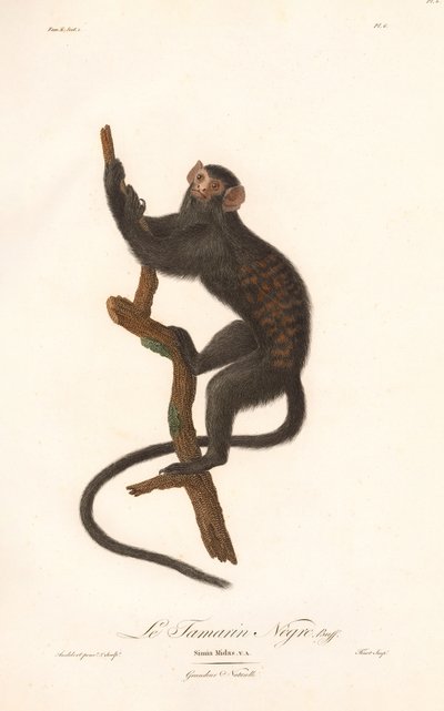 Sort tamarin (Simia Midas) af Jean Baptiste Audebert
