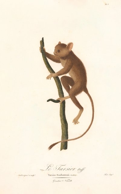Daubentons tarsier (Tarsius daubentoni) af Jean Baptiste Audebert