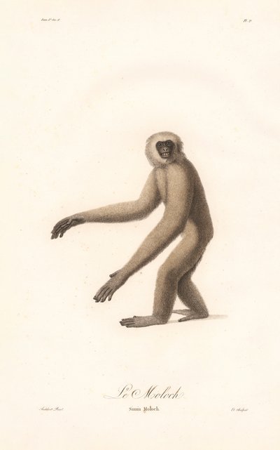Grå langur (Simia moloch) af Jean Baptiste Audebert