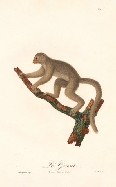 Grå muselemur (Lemur griseus) af Jean Baptiste Audebert