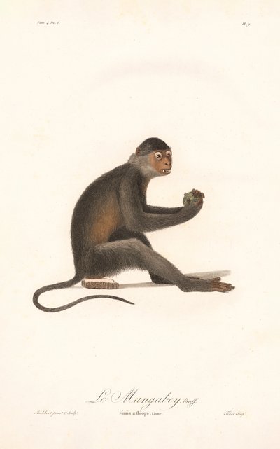 Grivet-abe (Simia aethiops) af Jean Baptiste Audebert