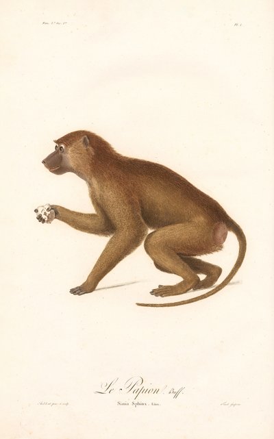 Guinea-bavian (Simia Sphinx) af Jean Baptiste Audebert