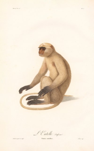 Hanuman Langur (Simia entellus) af Jean Baptiste Audebert