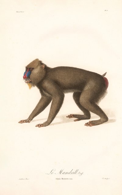 Mandrill (Simia Maimon) af Jean Baptiste Audebert