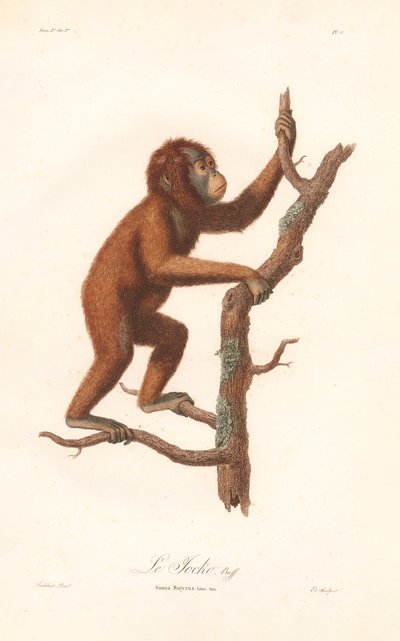 Orangutang (Simia satyrus) af Jean Baptiste Audebert