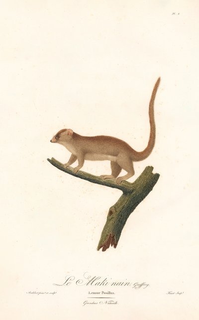 Dværgmus-lemur (Lemur pusillus) af Jean Baptiste Audebert