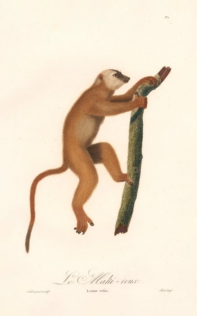Rød lemur (Lemur rufus) af Jean Baptiste Audebert