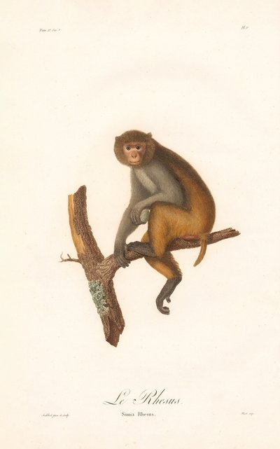 Rhesusmakak (Simia Rhesus) af Jean Baptiste Audebert