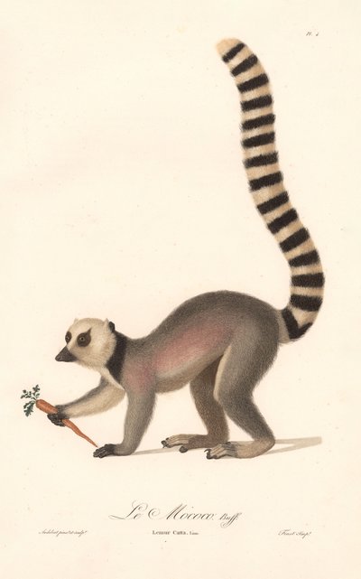 Ringhalet lemur (Lemur catta) af Jean Baptiste Audebert
