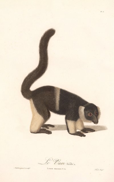 Ruffed Lemur Variety (Lemur macaco V.A.) af Jean Baptiste Audebert